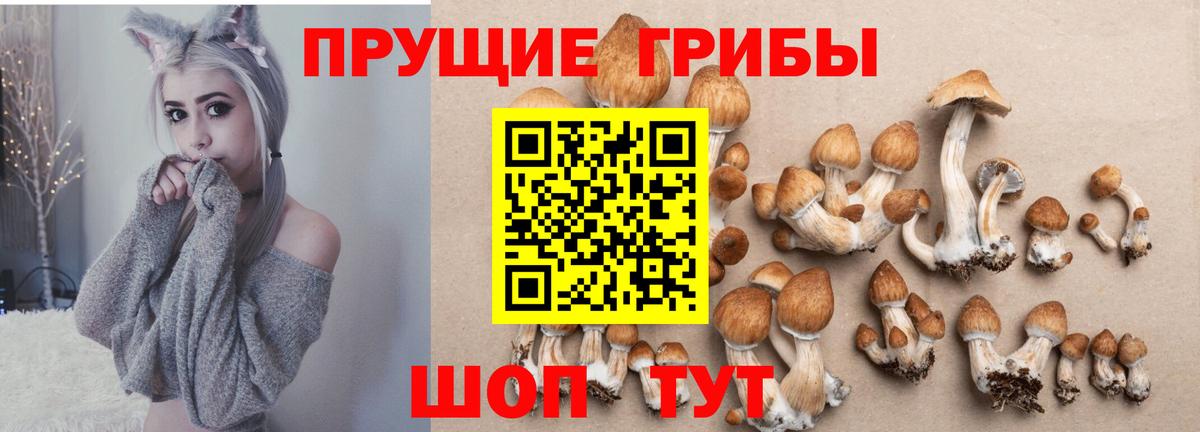 Вязники  Псилоцибиновые грибы Cubensis  Вход с VPN 